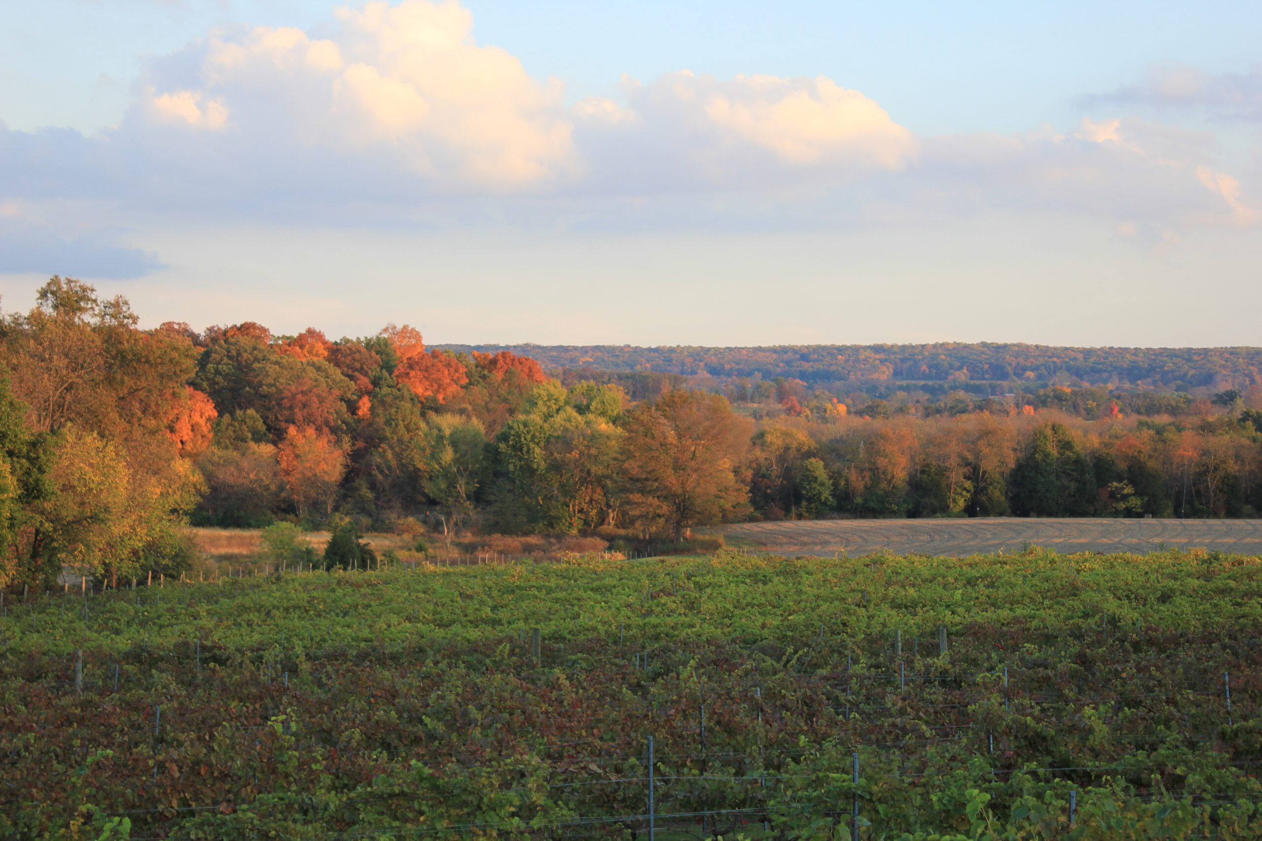 Clapback Wines Near Me