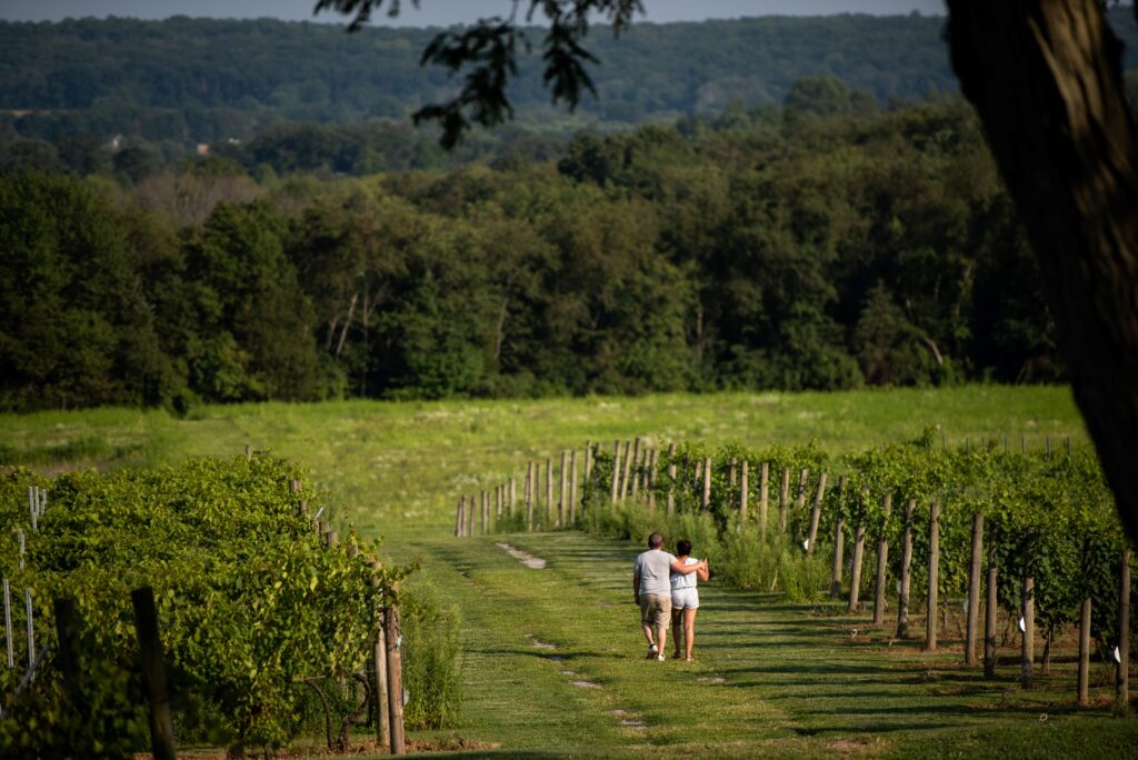 Couple walking through vineyard rows at Old York Cellars in Central NJ with scenic hills and trees in the background.