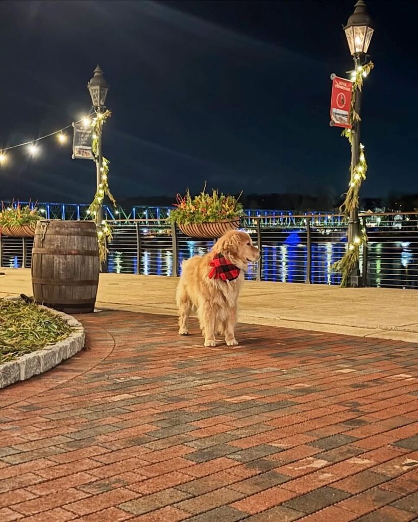 Golden retriever wearing a red bow standing on a brick walkway by the Delaware River waterfront at night.