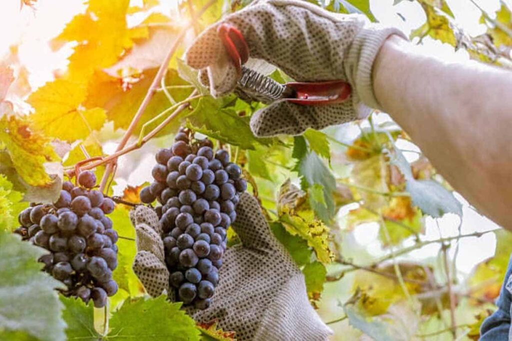 Gloved hands clipping ripe purple wine grapes from a sunlit vine in a New Jersey vineyard.