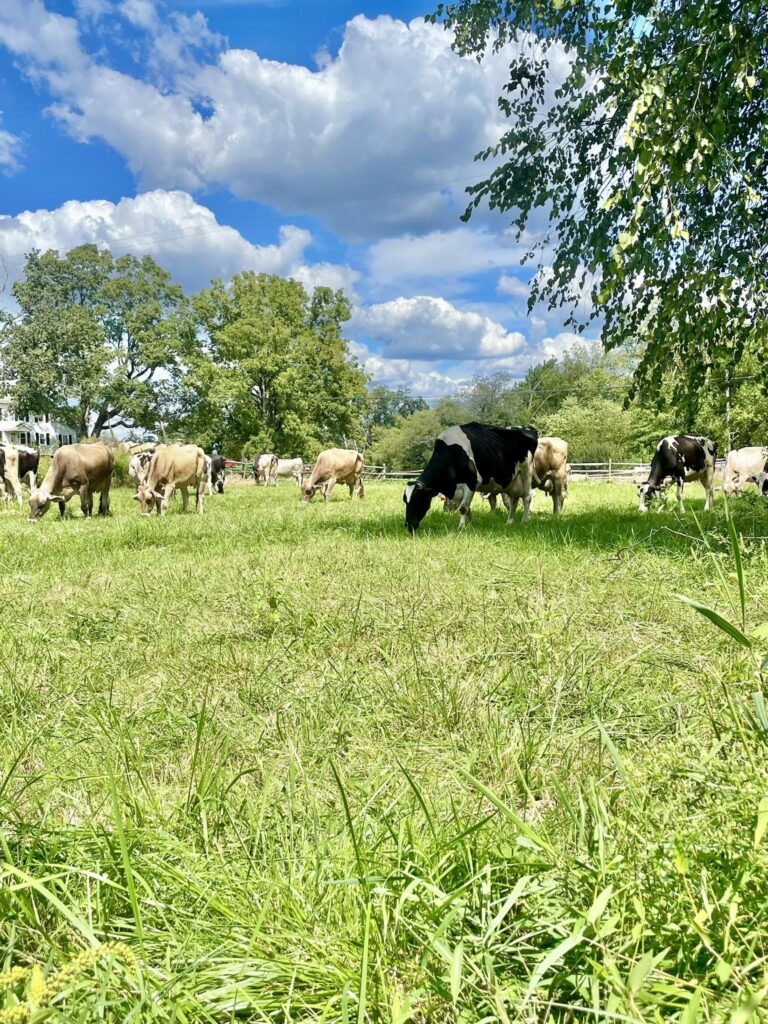 Cows grazing in a sunny green pasture under a blue sky at Hun‑Val Dairy Farm in Ringoes, NJ.