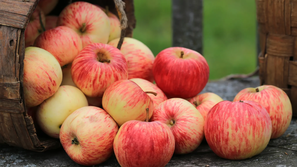 Close‑up of New Jersey‑grown apples for making New Jersey Apple wine.