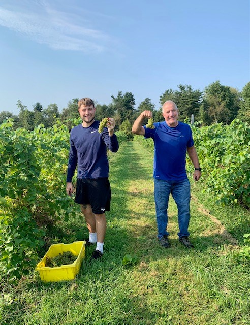 Two of Old York Cellars staff harvesting grapes in the vineyard, with a yellow bin among lush vines to hold the wine grapes.