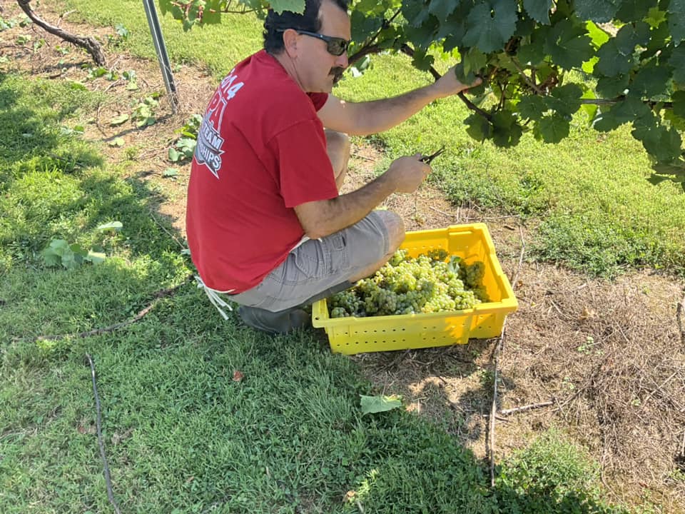 Winemaker Scott Gares at Old York Cellars in a red shirt crouching beside a yellow crate, harvesting wine grapes among green vineyard rows.