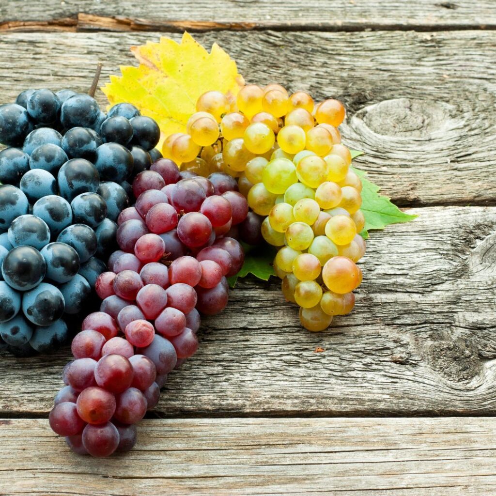 Fresh bunches of red, yellow, and blue color wine grapes grown in New Jersey, displayed together to show varietal diversity.