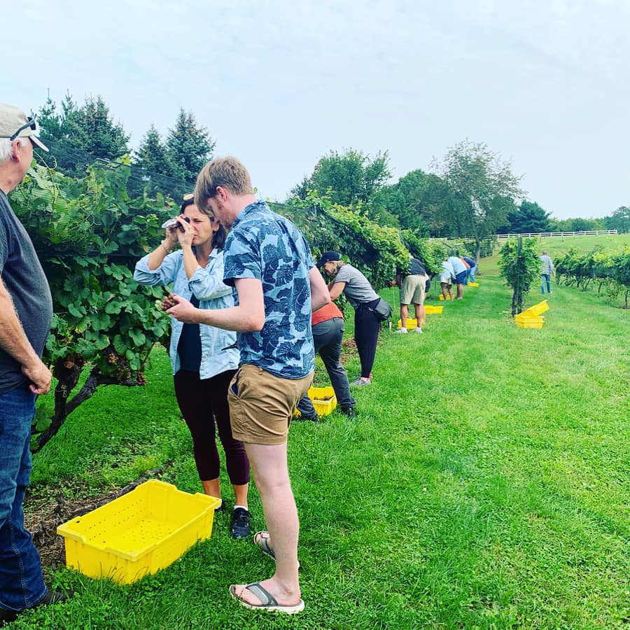 Guests harvesting grapes at Old York Cellars Winery in Ringoes, Central NJ, placing bunches into yellow bins along the vineyard rows.