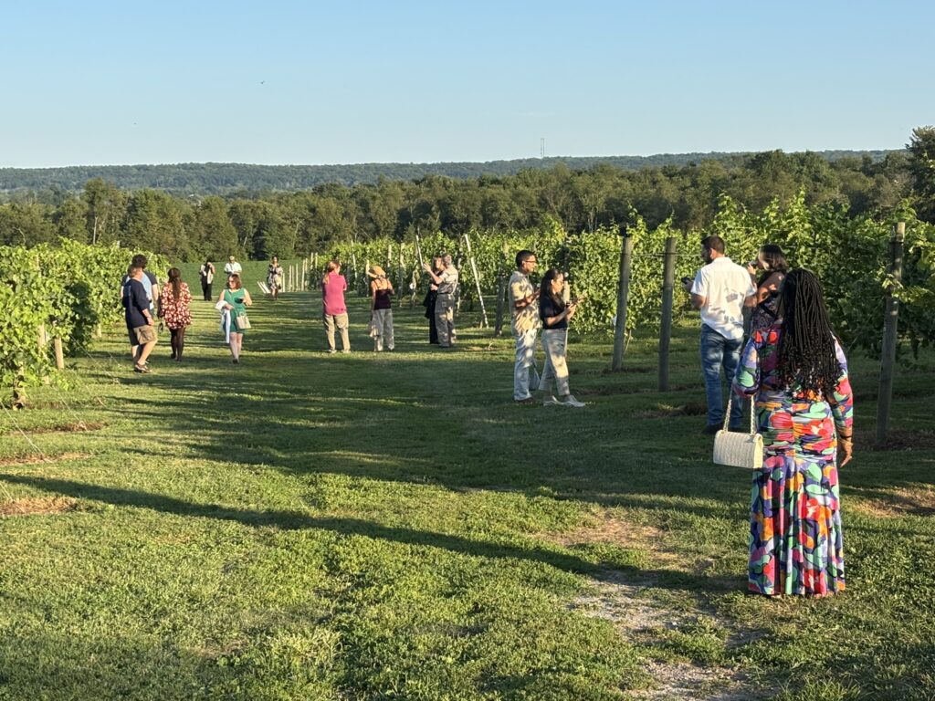 Visitors walking among grapevines during a sunny afternoon at Old York Cellars winery.