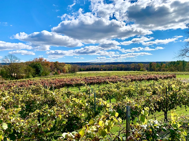 Expansive vineyard landscape with lush green vines stretching toward the horizon beneath a partly cloudy fall sky in Hunterdon County, Ringoes, New Jersey.