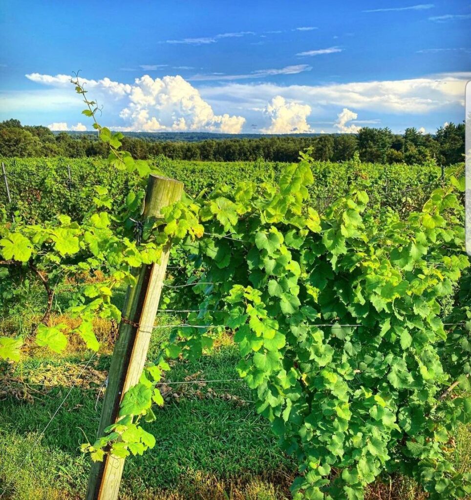 Lush green grapevines growing in rows under a bright blue sky at Old York Cellars Winery in Ringoes, NJ.
